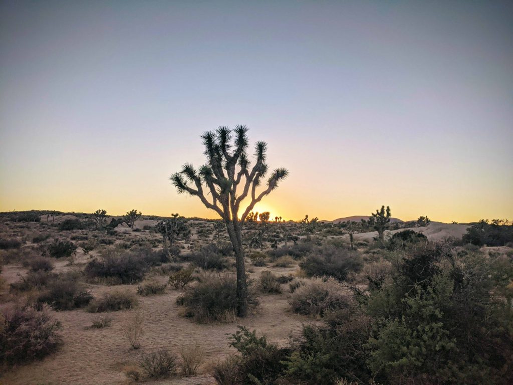 Joshua Tree